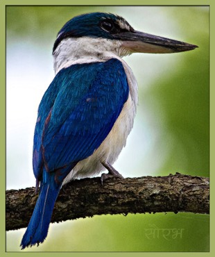 Collared Kingfisher 